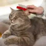 untitled 2 amigovet 3