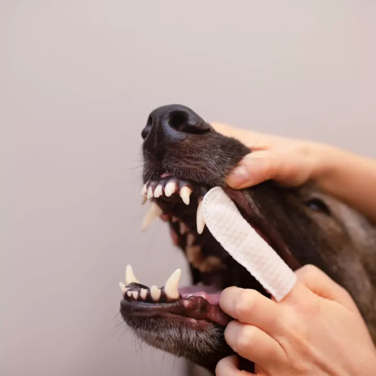 Vet Expert CaryoDent Finger Wipes (КеріоДент Фінгер Вайпс Vet Expert CaryoDent Finger Wipes (КеріоДент Фінгер Вайпс