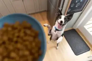 Вологий корм для собак Hill’s PRESCRIPTION DIET Derm Complete Skin Care & Food Sensitivities при харчовій алергії та атопічному дерматиті, 370 г 1 feeding tips dog amigovet