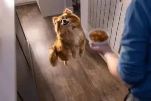 ingredients small dog amigovet