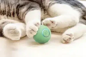 paw friendly amigovet
