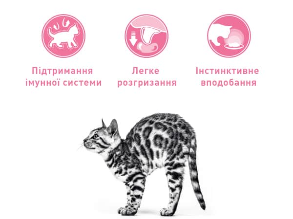 royalcanin kitten instinctive loafinsauce apremium mobile module 3 image 2