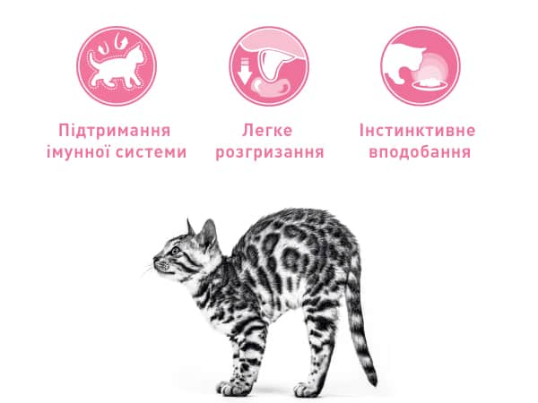 royalcanin kitten instinctive loafinsauce apremium mobile module 3 image 2