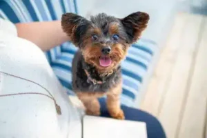 video small dog amigovet