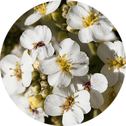 c crambe abyssinica