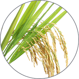riz