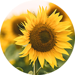 t tournesol