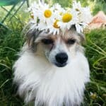 Фото з відгуку