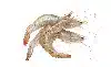 krill amigovet