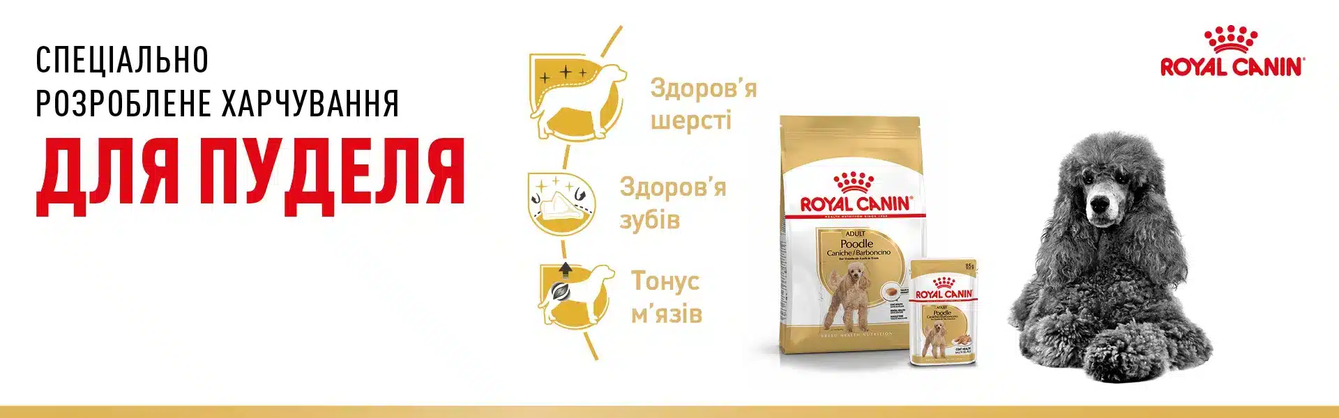 1920h600 poodle banners amigovet