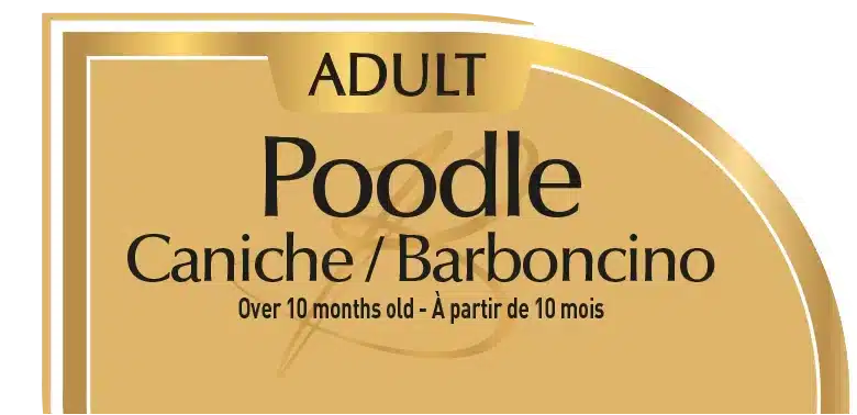bhn poodle adult picto amigovet
