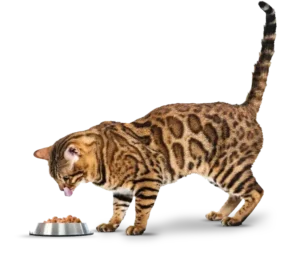 cat sardine amigovet
