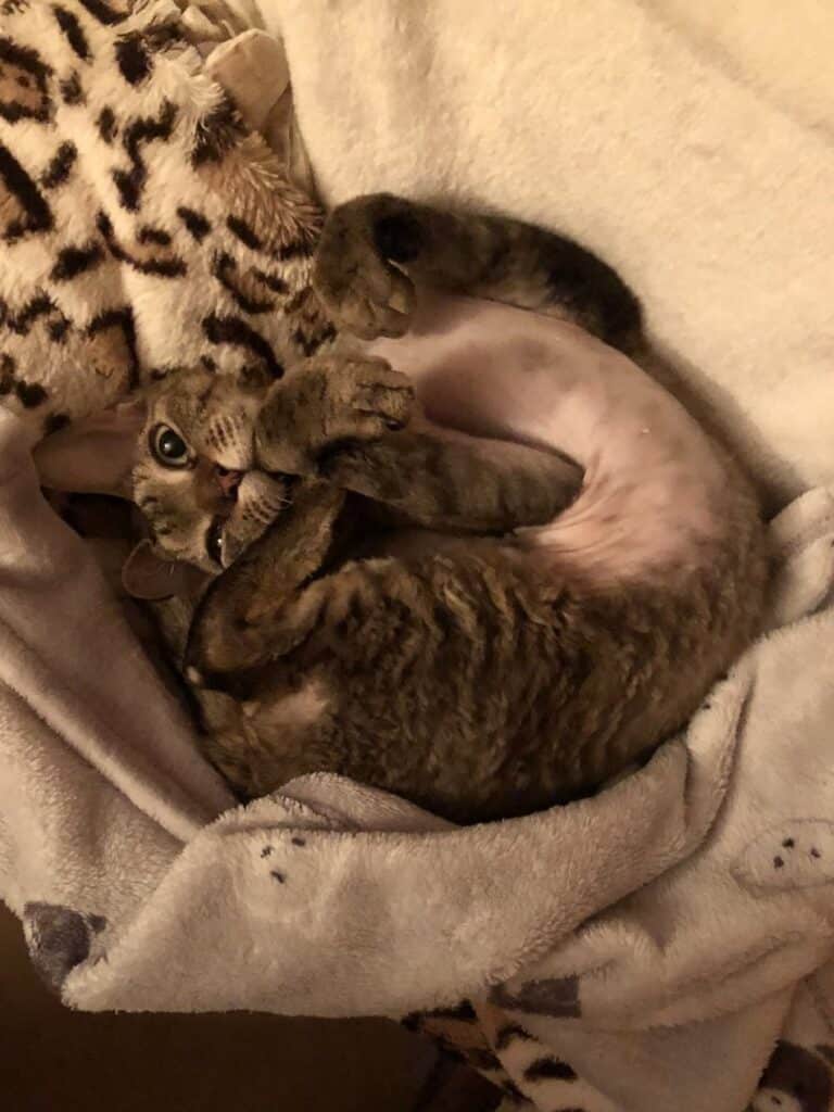 Зображення #1 від Роксолана