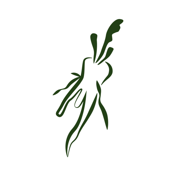 steam dried illustrations chicory root green