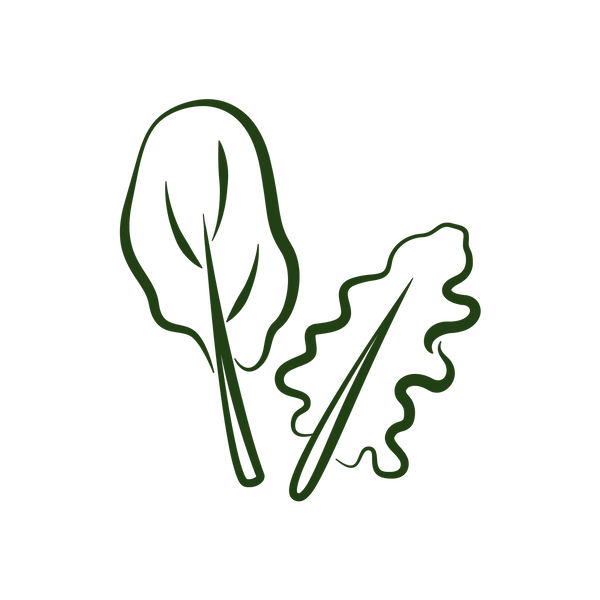 steam dried illustrations green vegetables green