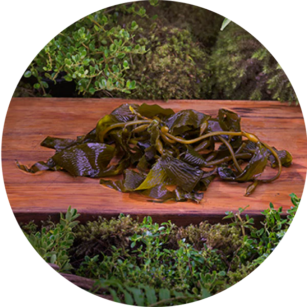 ziwi superfoods organic kelp