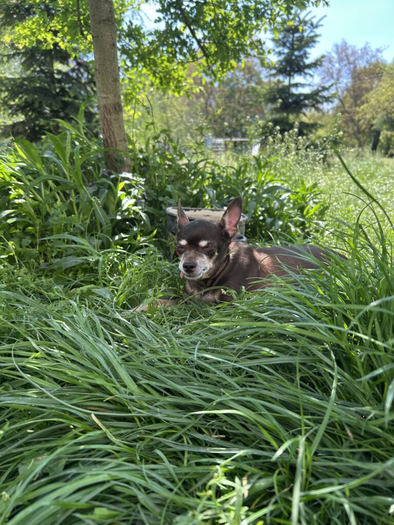 Зображення #1 від Алена П.