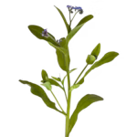 terracanis borretsch