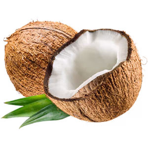 terracanis kokosnuss