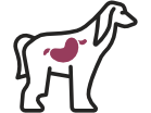 icon ALTA DIGESTIBILIDAD lamb 1