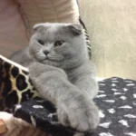 Томас