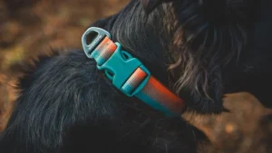 Повсякденний нашийник для собак Ruffwear Front Range™ River Rock Green Зелений 2 25451 frontrangecollar keyfeatures durablebuckle 1