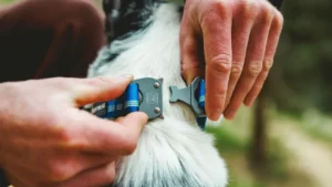 Посилений нашийник для собак зі світловідбивачем Ruffwear Top Rope™ Blue Pool Блакитне озеро 2 25503 topropecollar keyfeatures talonbuckle 1