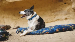 Посилений нашийник для собак зі світловідбивачем Ruffwear Top Rope™ Blue Pool Блакитне озеро 1 25503 topropecollar keyfeatures webbing 1