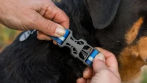 25651 webreactioncollar keyfeatures onoff 1