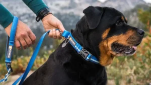 25651 webreactioncollar keyfeatures reflective 1