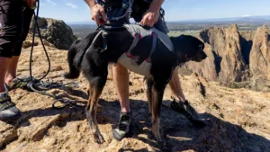 Шлейка для собак підвищеної міцності Ruffwear Doubleback™ Cloudburst Gray Сіра 1 30301 doubleback harness key features secure lifting lowering 1