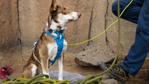 Легка шлейка для собак Ruffwear Flagline™ Basalt Gray Базальтовий сірий 1 flagline harness accessible design 1