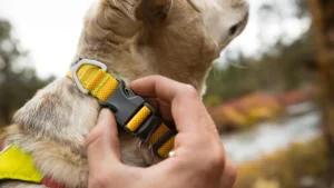 hi light buckle 1