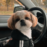 Бруно