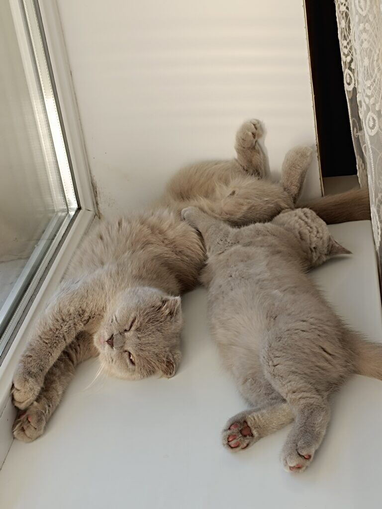 Фото: Аміра, Моя котуся