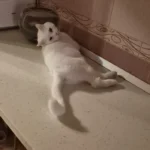 Оскар