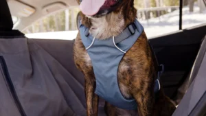 Автомобільна шлейка для собак Ruffwear Load Up™ Slate Blue Сланцевий блакитний 3 30601 load up harness key features comforable web