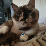 Хелла