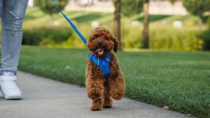 40753 frontrangeleash keyfeatures durablewebbing