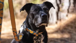 Рефлекторний повідець для собак Ruffwear Crag™ Alpine Dusk Альпійські сутінки 1,8 м 2 4081 cragleash keyfeatures webbing