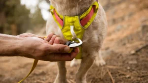 Полегшена шлейка для собак Ruffwear Hi & Light™ Lichen Green Жовта з рожевим 3 hi light harness attachment