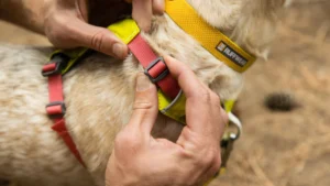 Полегшена шлейка для собак Ruffwear Hi & Light™ Lichen Green Жовта з рожевим 2 hi light harness optimal fit