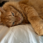 img 3907 pet