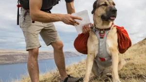 Шлейка-рюкзак для собак Ruffwear Palisades Red Sumac Червоний Сумах 3 palisades hydration bladders