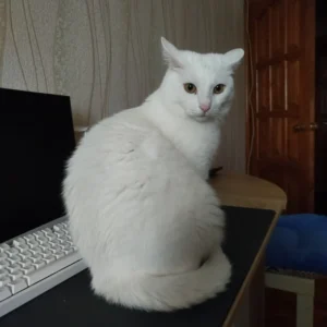 Біляш