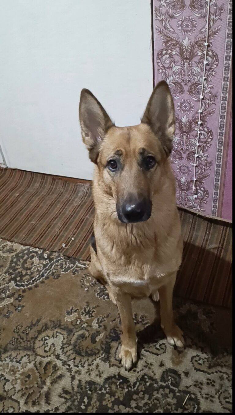 Фото: Моллі, Песики