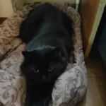 Варя