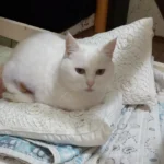 Машуня