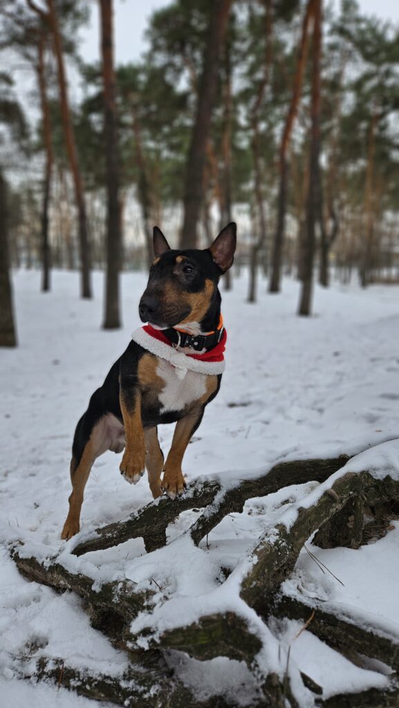 Року пасує ця зима - медіа 3 з 3