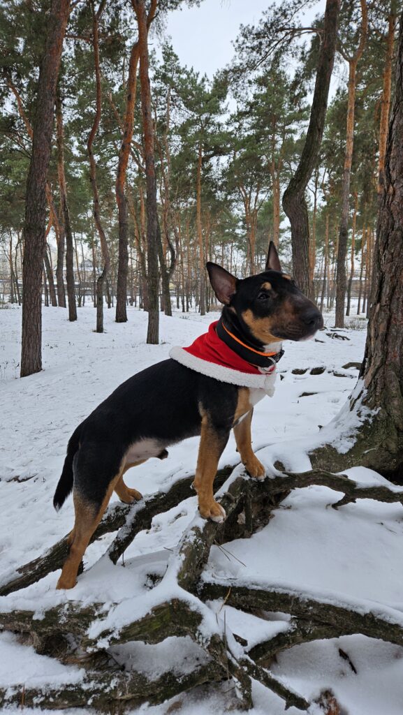 Року пасує ця зима - медіа 2 з 3